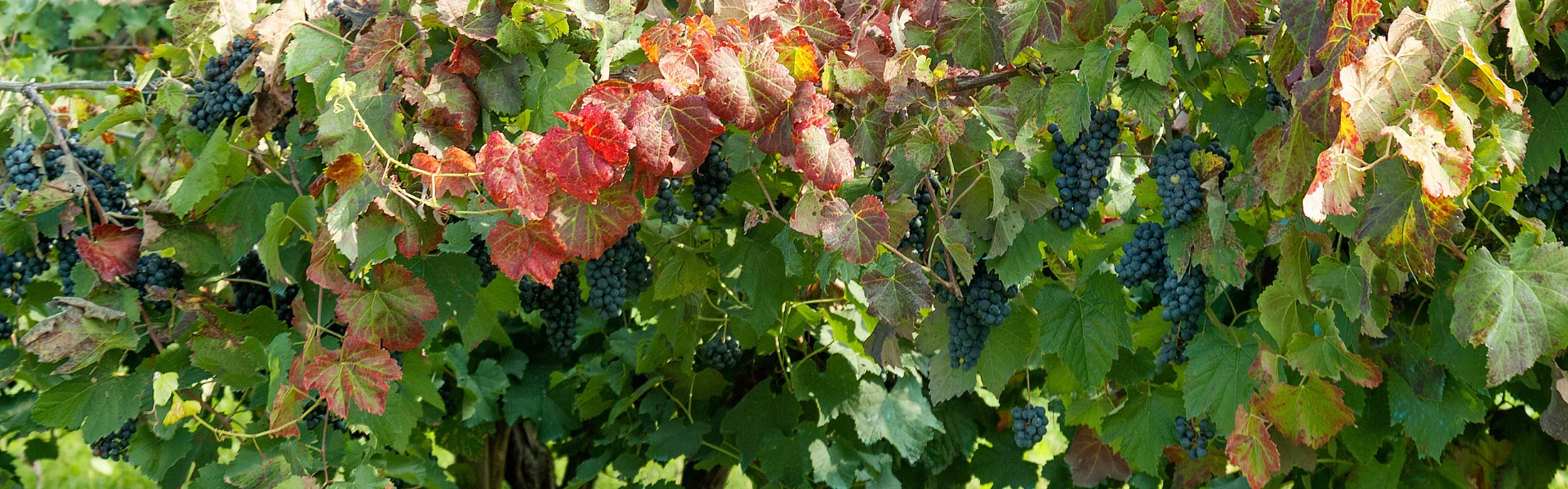 Lambrusco