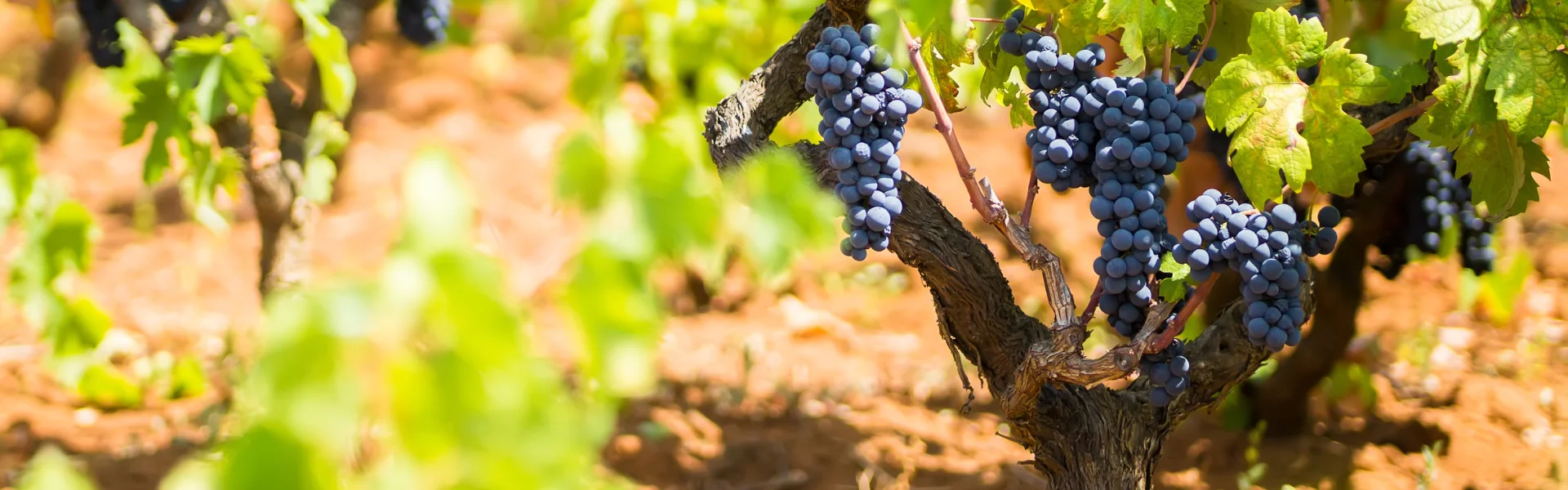 Primitivo di Manduria