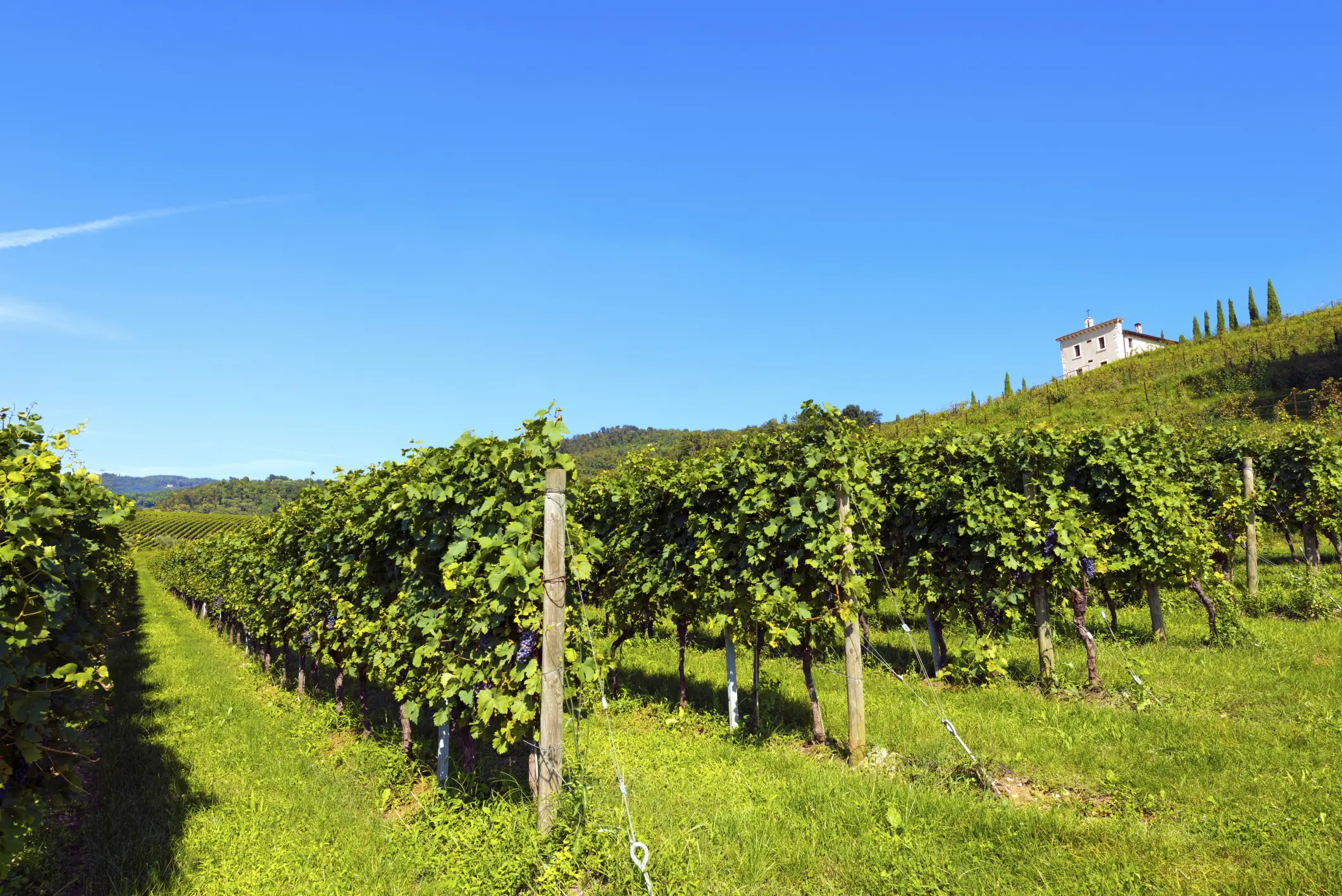 Magischer Wein: Amarone