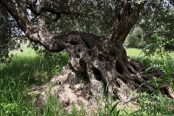 Olio Extra Vergine di Oliva FLAVUS