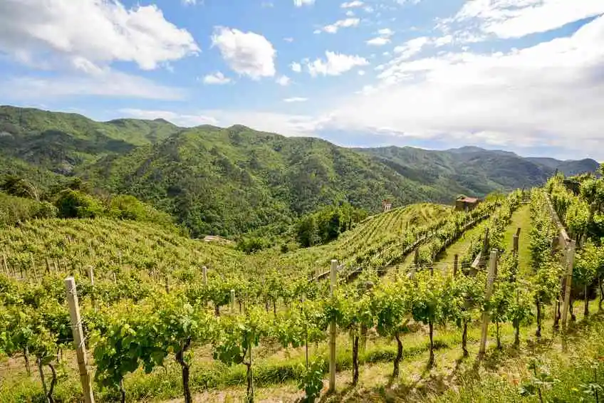 Die Abruzzen und ihr Wein: Montepulciano – und sonst?