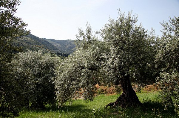Olio Extra Vergine di Oliva FLAVUS