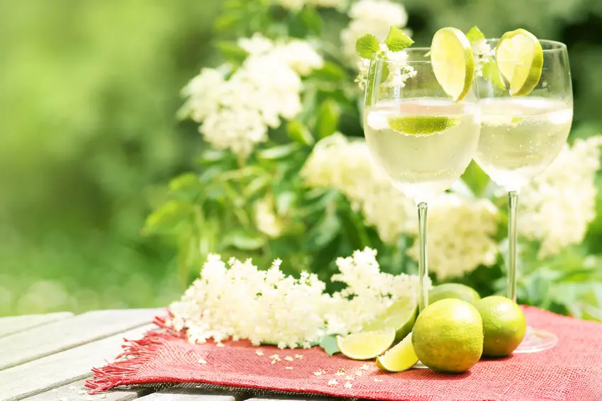 Prosecco &#8211; Es muss nicht immer Schampus sein