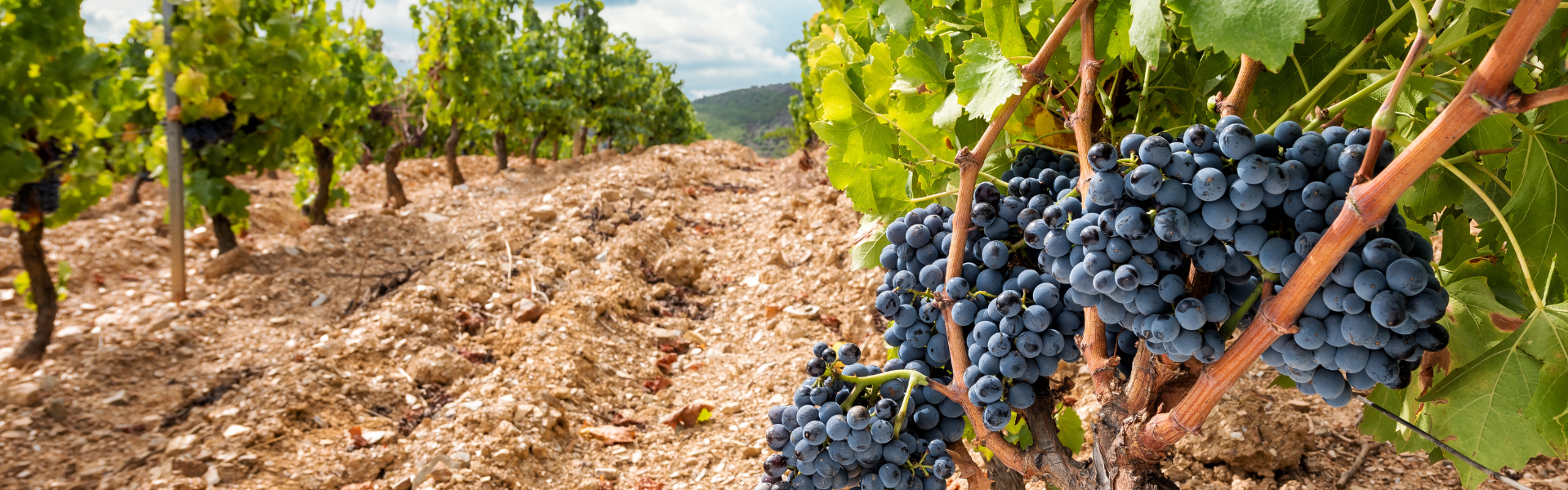 Cannonau di Sardegna