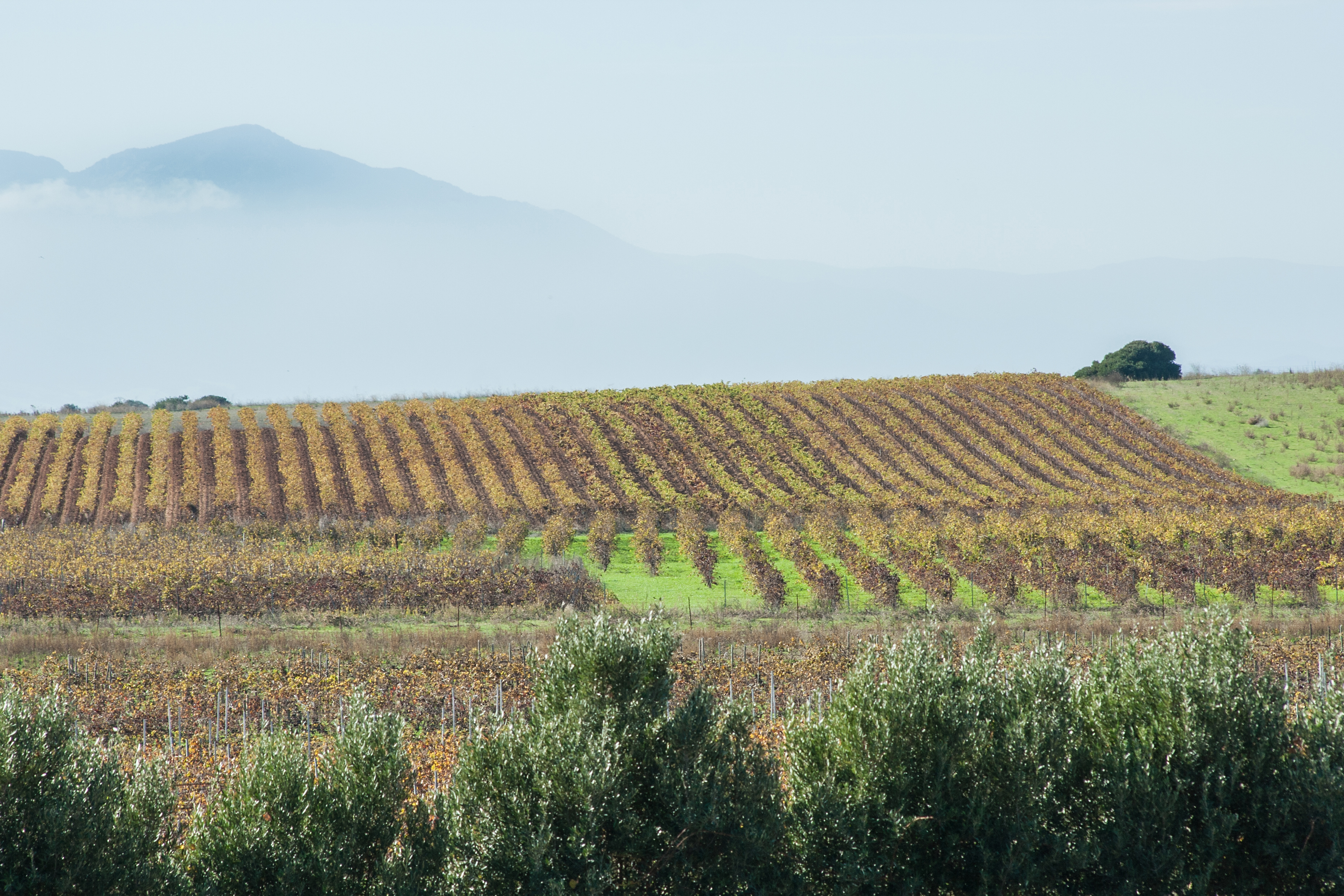 Die schönsten Weinanbaugebiete – Sardinien