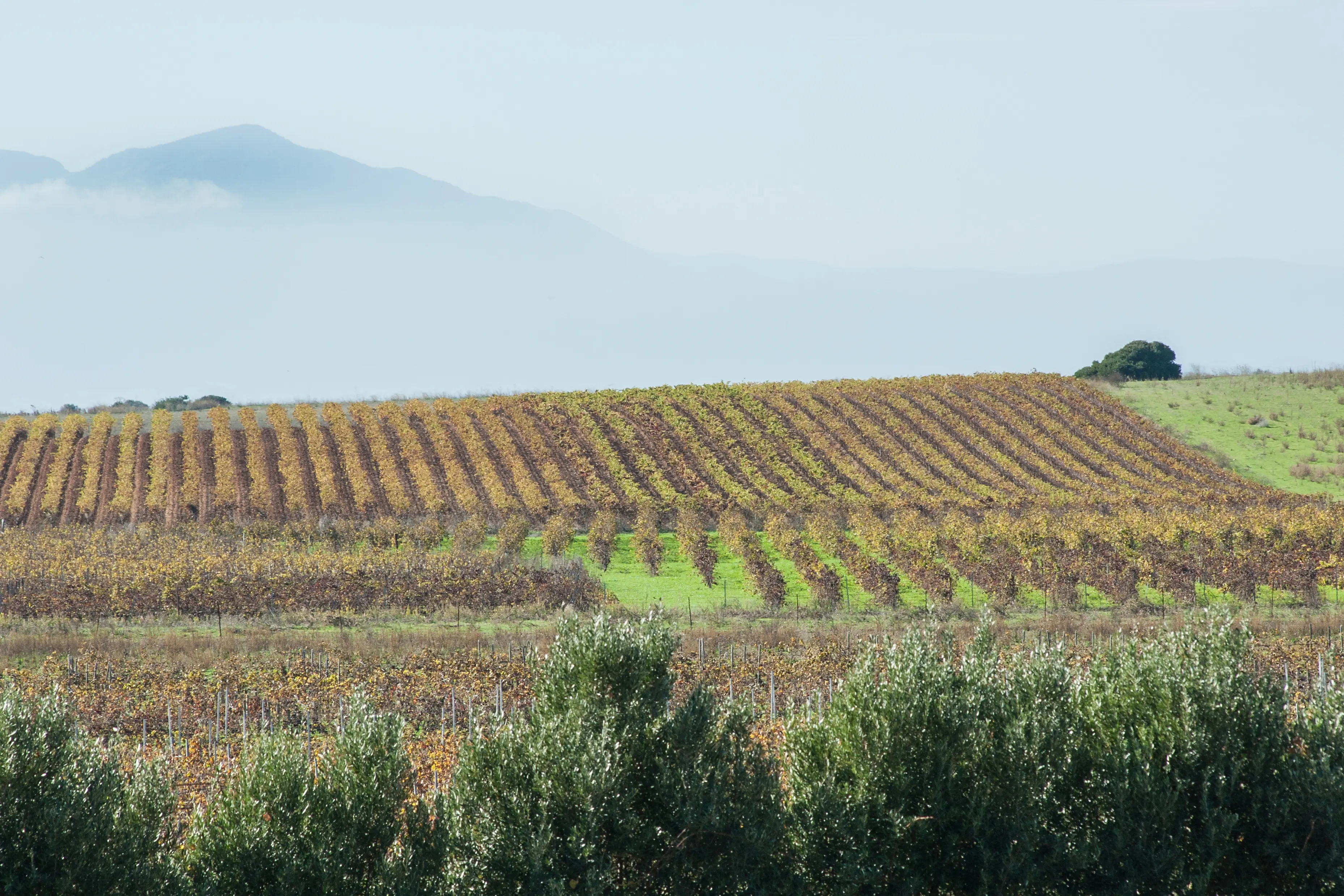 Die schönsten Weinanbaugebiete &#8211; Sardinien