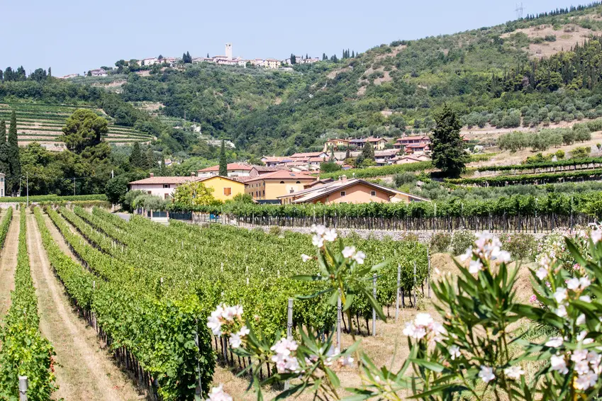 Valpolicella: Die Heimat des Amarone