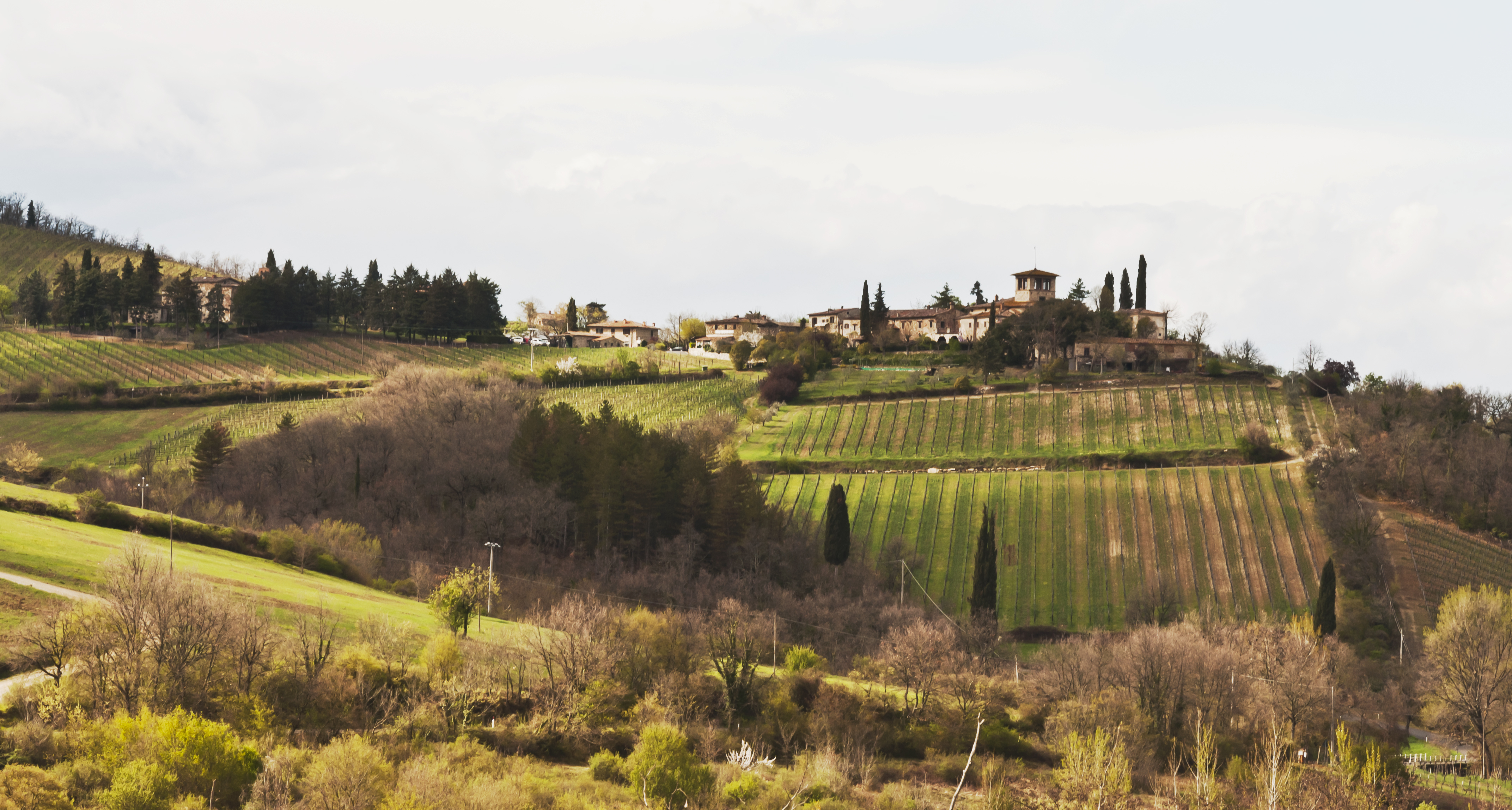 Chianti Classico – Der wahre Chianti
