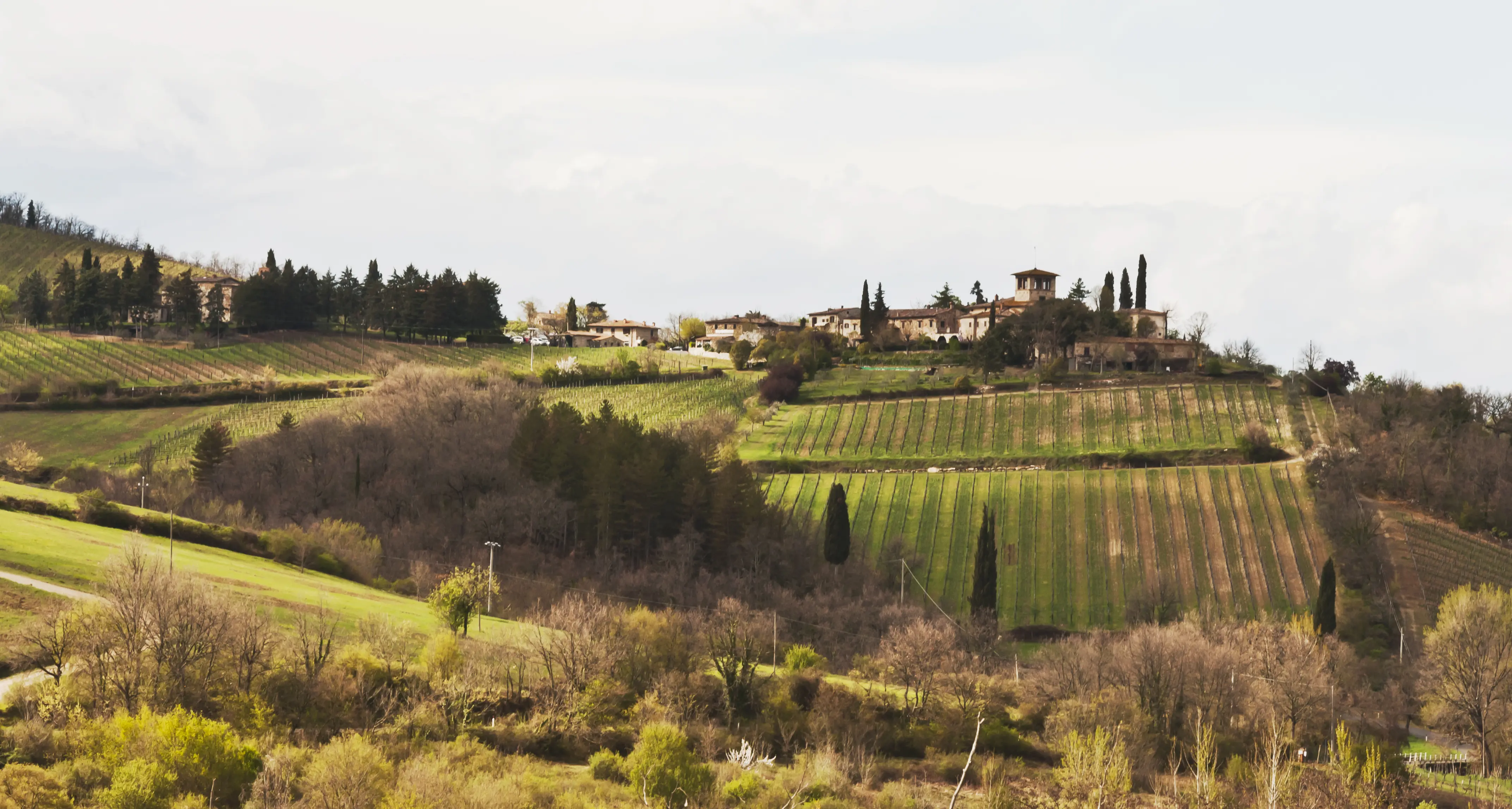 Chianti Classico – Der wahre Chianti