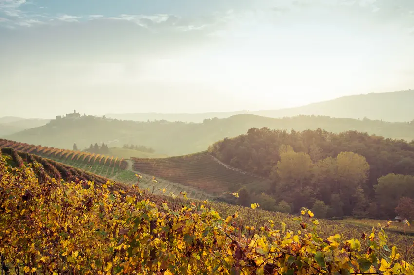 Magischer Wein: Barbaresco