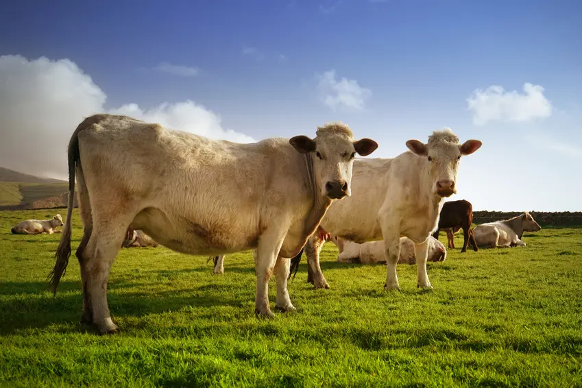 Exquisit: Fassona-Rindfleisch aus Italien