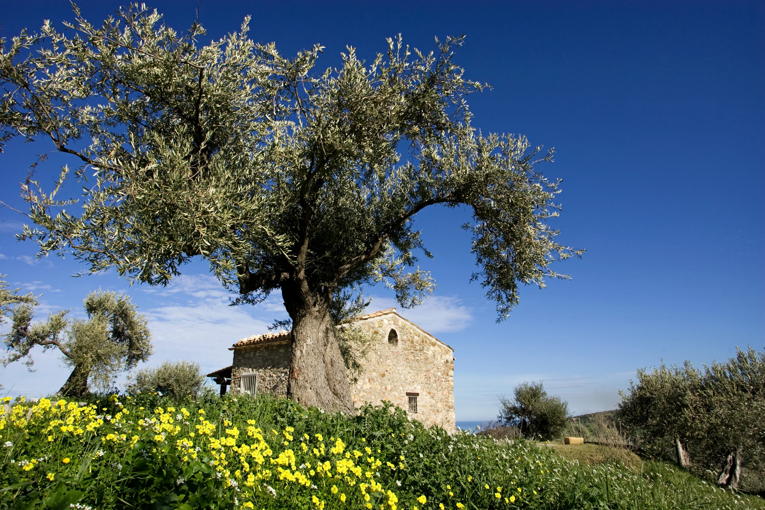 Olivenöle aus Sizilien – ein Highlight „dall’Italia“!