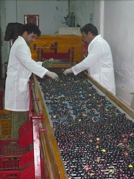Olio Extra Vergine di Oliva FLAVUS