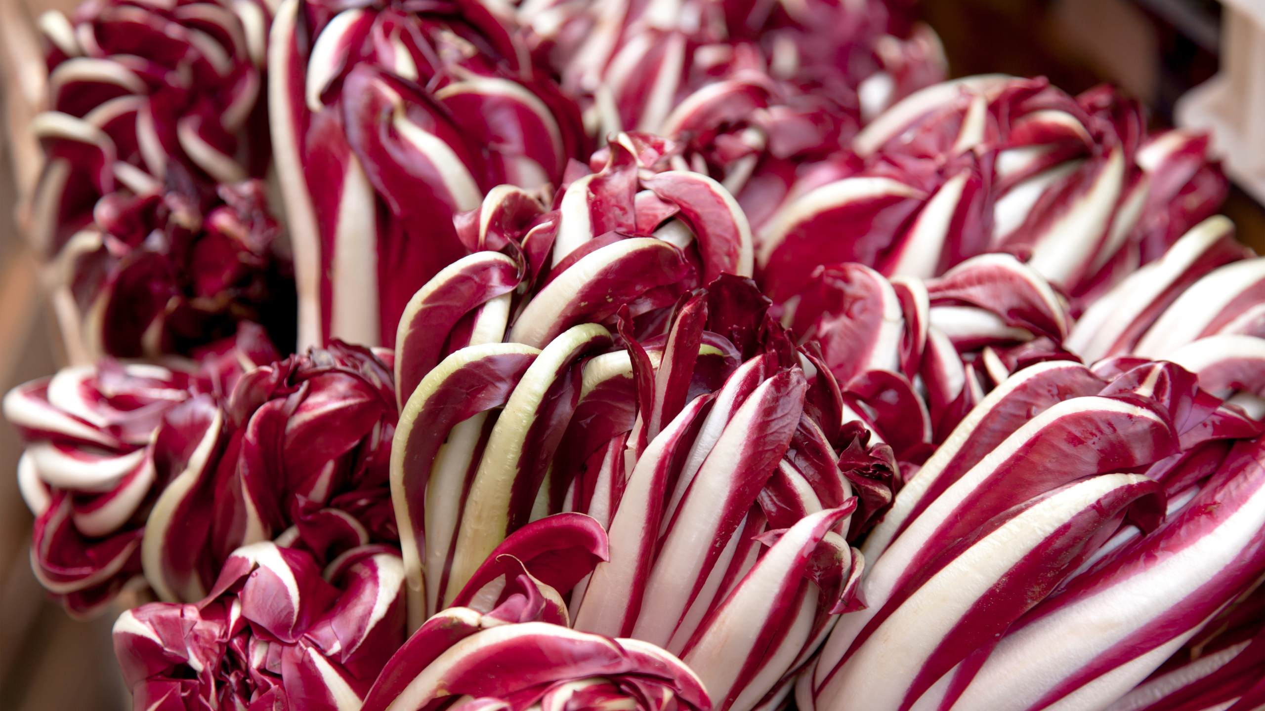 Radicchio – der Allrounder der italienischen Küche