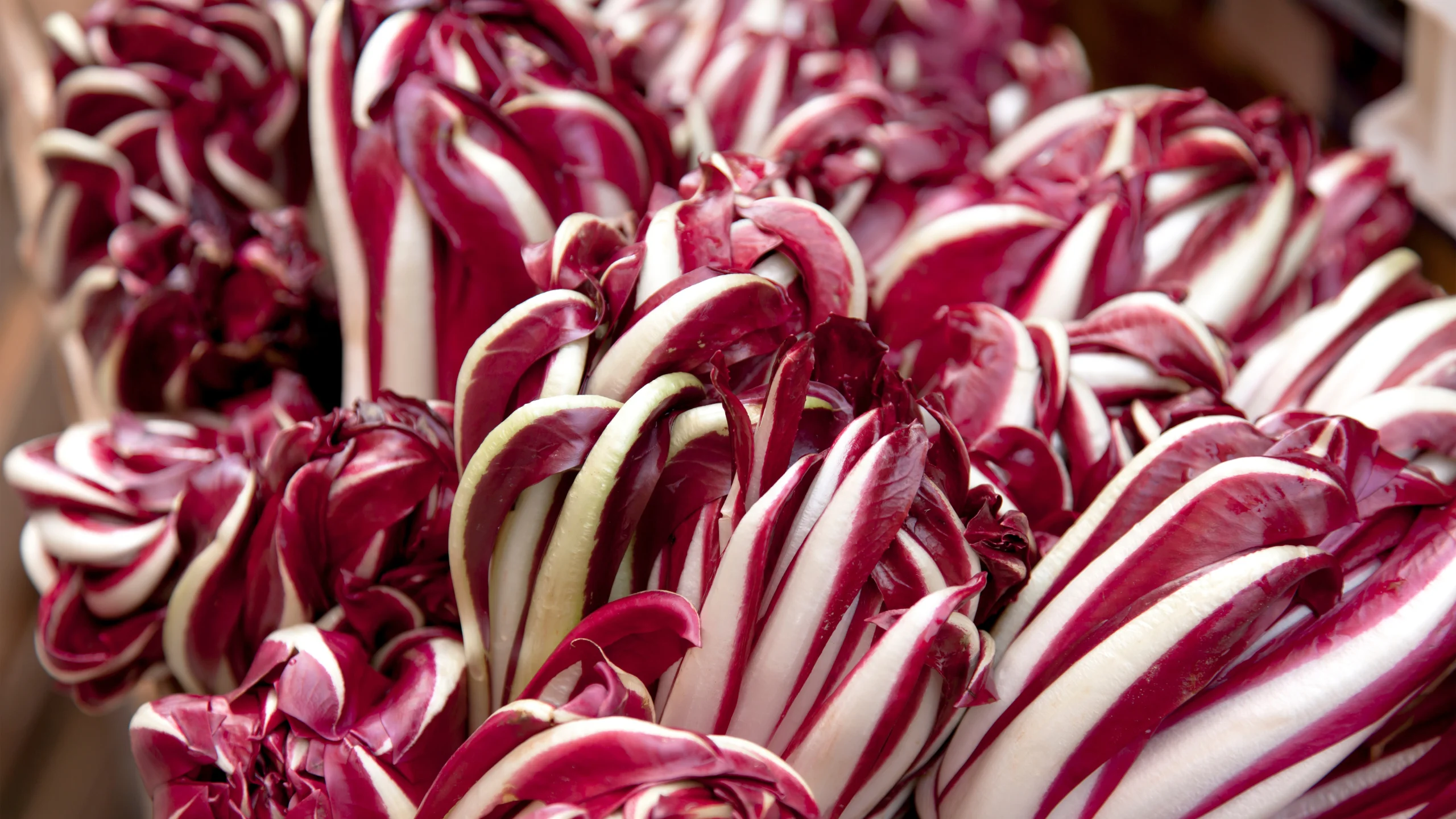 Radicchio – der Allrounder der italienischen Küche