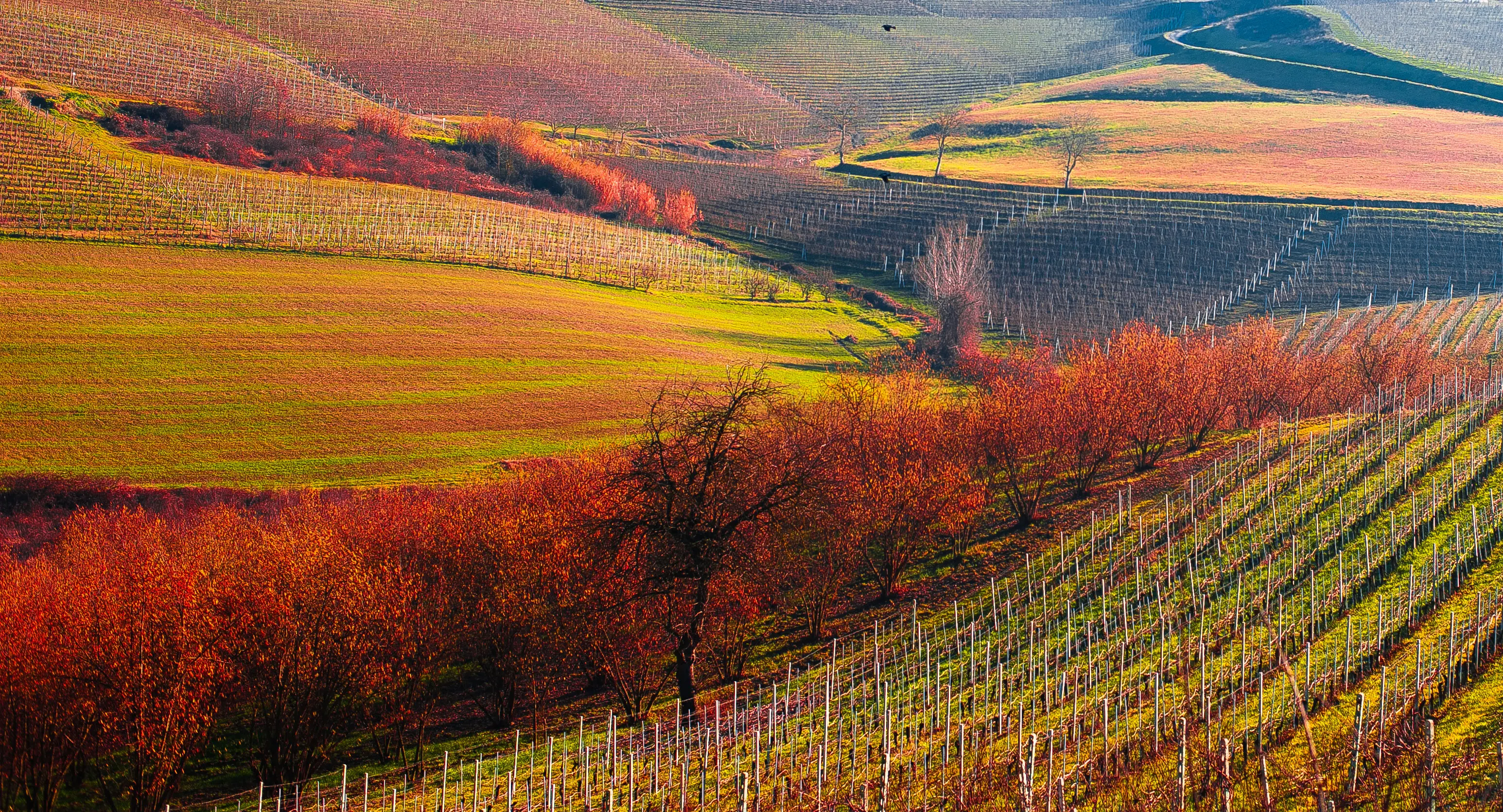 Magischer Wein: Barolo