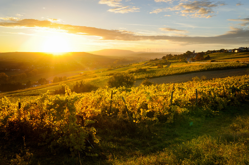 Wein aus dem Aostatal: Steile Terrassen im Valle d’Aosta
